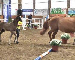 dressage horse Stute von Royal Classic (Hanoverian, 2013, from Royal Classic I)