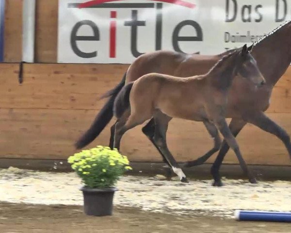 dressage horse Coco Chanel (Hanoverian, 2013, from Christ)