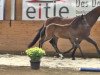 dressage horse Coco Chanel (Hanoverian, 2013, from Christ)