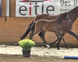 dressage horse Coco Chanel (Hanoverian, 2013, from Christ)