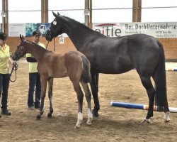 dressage horse Harmony 52 (Hanoverian, 2013, from Callaho's Benicio)