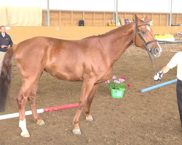 broodmare La-Fleur (Hanoverian, 2008, from Londontime)