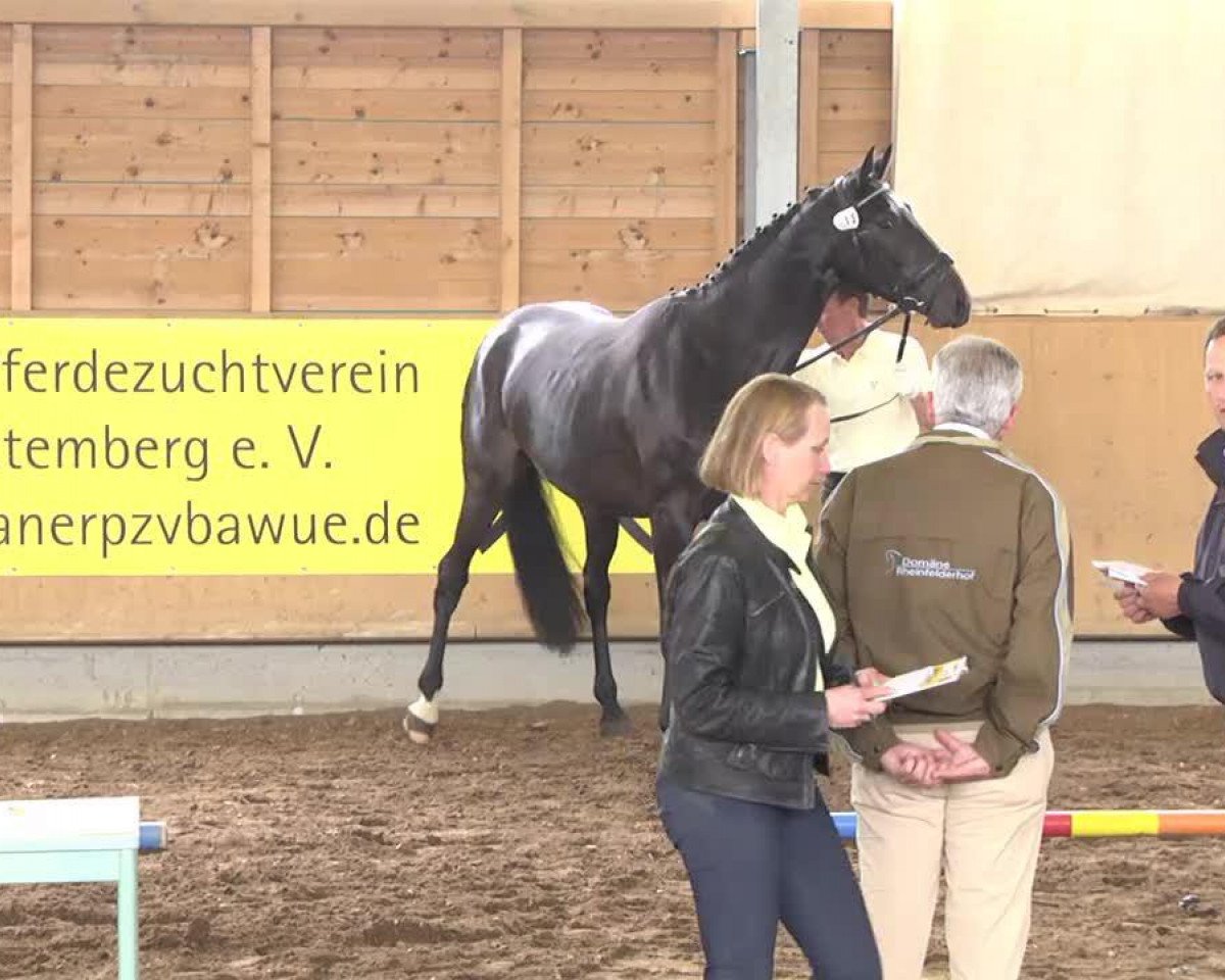 Dressurpferd Inara (Hannoveraner, 2010, von Insterburg TSF)