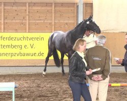 dressage horse Inara (Hanoverian, 2010, from Insterburg TSF)