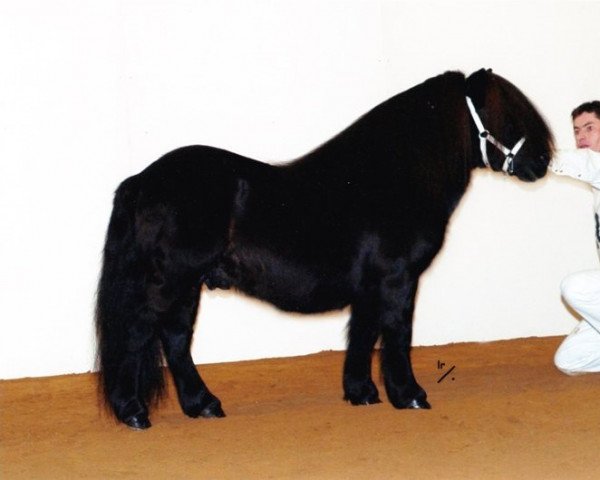 Deckhengst Historie van de Belschuur (Shetland Pony, 1993, von Light van de Vuurbaak)