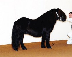 stallion Historie van de Belschuur (Shetland Pony, 1993, from Light van de Vuurbaak)