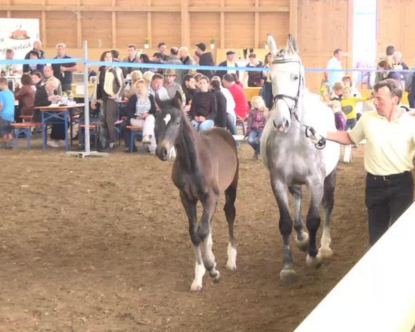 broodmare Chiara (Hanoverian, 2013, from Carrico)