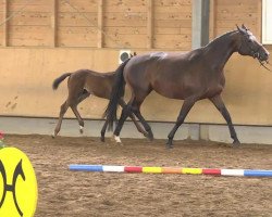 dressage horse Barola (Hanoverian, 2013, from Benaggio)