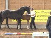 dressage horse Quasi Pigalle E.H. (Hanoverian, 2013, from Quasar de Charry)