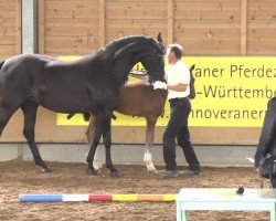 dressage horse Quasi Pigalle E.H. (Hanoverian, 2013, from Quasar de Charry)