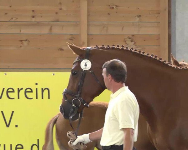 dressage horse La Rosière (Hanoverian, 2013, from Londonderry)