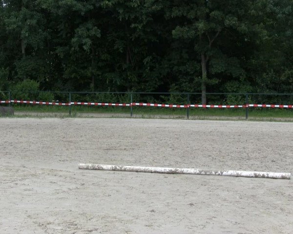 dressage horse Stute von Valido's Boy (German Riding Pony, 2013, from Valido's Boy)