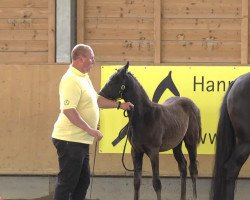 dressage horse Hengst von Bretton Woods (Hanoverian, 2013, from Bretton Woods)