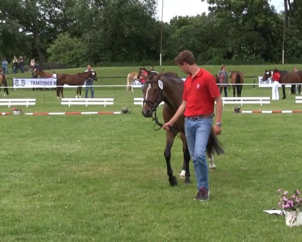 Zuchtstute Stute von Top Champy (Deutsches Reitpony, 2010, von Top Champy)