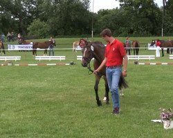 broodmare Stute von Top Champy (German Riding Pony, 2010, from Top Champy)