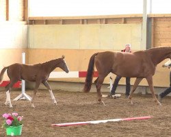 stallion Bugatti (Hanoverian, 2013, from Callaho's Benicio)