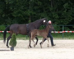 dressage horse Eddie the Eagle 5 (Westphalian, 2013, from Ehrenstolz)