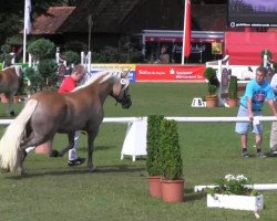 horse Windy (Haflinger, 2010, from Wunderknabe)