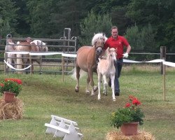 dressage horse Hengst von Sukuta (Haflinger, 2013, from Sukuta (5,47% ox))