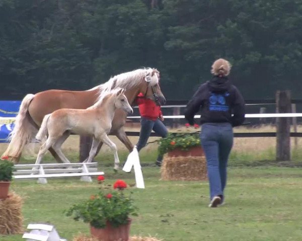 Pferd Nevita S (Haflinger, 2013, von Nevitano)