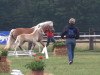 horse Nevita S (Haflinger, 2013, from Nevitano)