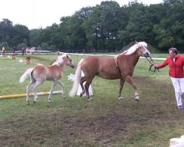 broodmare Novelle (German Riding Pony, 2013, from Nevitano)