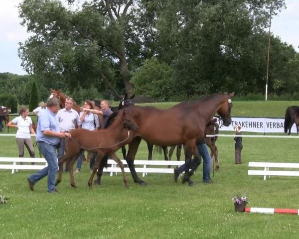 Dressurpferd Hengst von Hancock (Westfale, 2013, von Hancock)