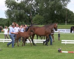 Dressurpferd Hengst von Hancock (Westfale, 2013, von Hancock)