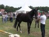 jumper Charlotte (Westphalian, 2009, from Chequille 2)