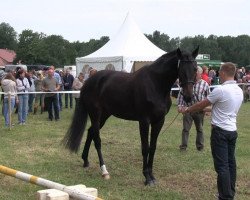 Springpferd Charlotte (Westfale, 2009, von Chequille 2)