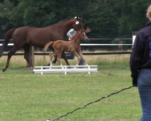 dressage horse Deep sea devil W (Westphalian, 2013, from Dankeschön)