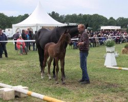 Dressurpferd Fiorella (Westfale, 2013, von Franziskus FRH)