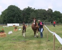 dressage horse Stute von Surprice (Westphalian, 2013, from Surprice)