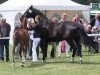 dressage horse Bellamy 13 (Westphalian, 2013, from Belissimo NRW)