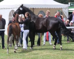 dressage horse Bellamy 13 (Westphalian, 2013, from Belissimo NRW)