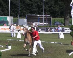 Zuchtstute Alisar (Haflinger, 2010, von Adriano)