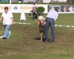 Pferd Wendy vom Eichenhof (Shetland Pony, 2010, von Wendelin v. Uda)