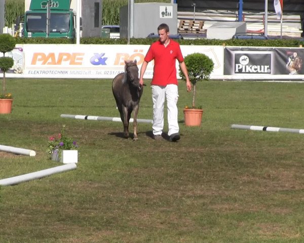 dressage horse Janet (German Classic Pony, 2010, from Jamo)