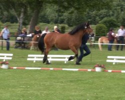 horse Chery Hazel (Welsh-Cob (Sek. C), 2010, from Trevallion the McCoy)