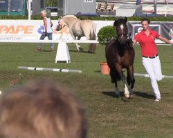 Zuchtstute SAJA Gipsy Queen (Welsh-Cob (Sek. C), 2010, von Golden C Goleo)