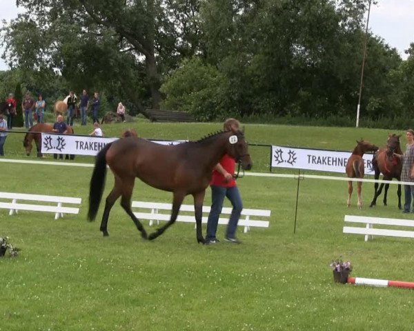 Dressurpferd Chelsey Marie (Deutsches Reitpony, 2010, von Top Champy)