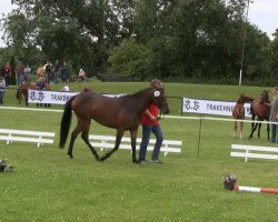 dressage horse Chelsey Marie (German Riding Pony, 2010, from Top Champy)