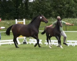 dressage horse Charly B 5 (Westphalian, 2013, from Capistrano 2)