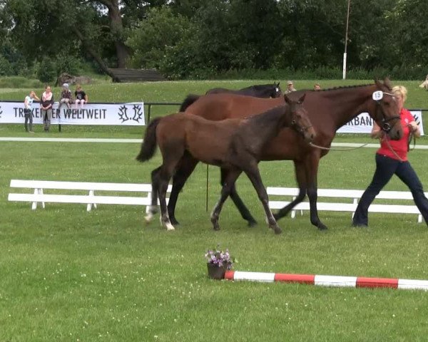 broodmare Penelope (Westphalian, 2013, from Perigueux)