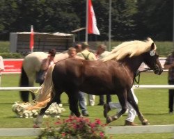 Zuchtstute Dunja (Schwarzwälder Kaltblut, 2010, von Dirk)