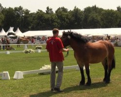 horse Gundi (Rheinisch-Westfälisches Draughthorse, 2010, from Gunder)