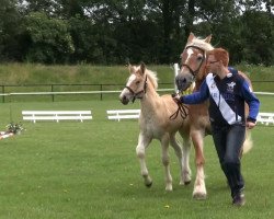 horse Hengst von Elton von Soehre (Rheinisch-Westfälisches Draughthorse, 2013, from Elton von Söhre)