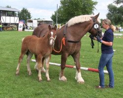 horse Hengst von Franco (Rheinisch-Westfälisches Draughthorse, 2013, from Franco)