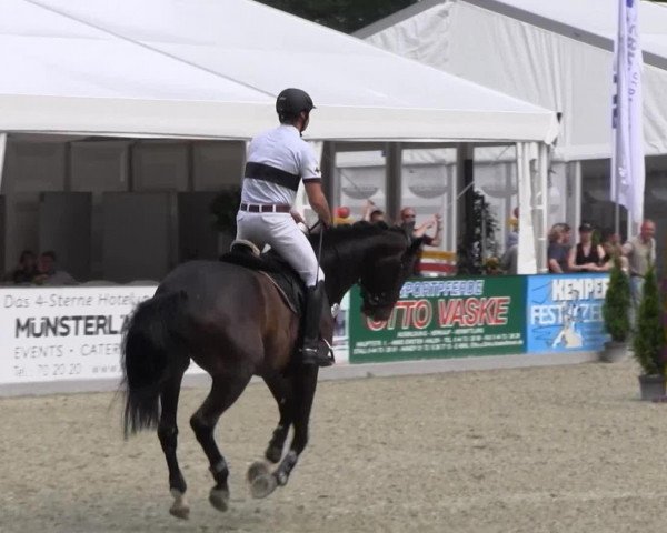 Springpferd Catendro (Deutsches Sportpferd, 2008, von Catoki)