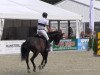 jumper Catendro (German Sport Horse, 2008, from Catoki)